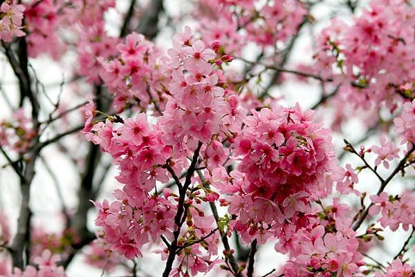 游家花園櫻花初開放-4.JPG