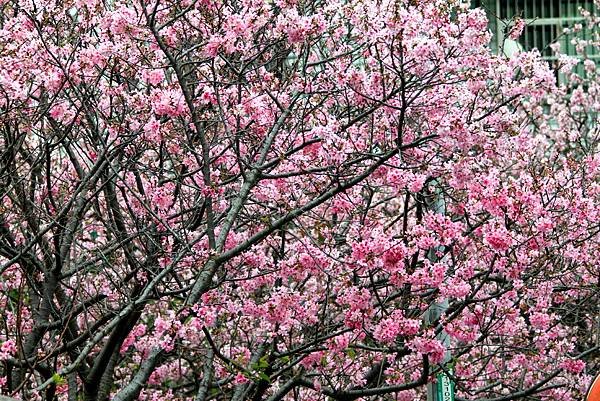 游家花園櫻花初開放.JPG