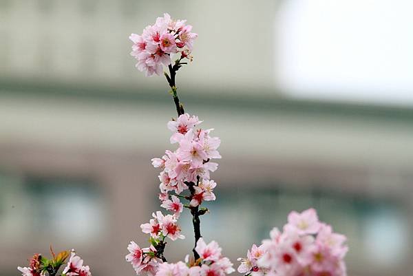 游家花園櫻花初開放-33.JPG