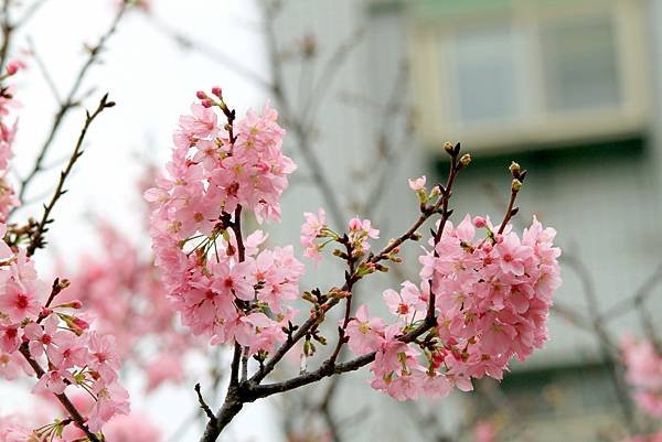 游家花園櫻花初開放-35.JPG