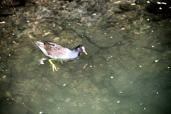 梅花湖鳥事-2.JPG