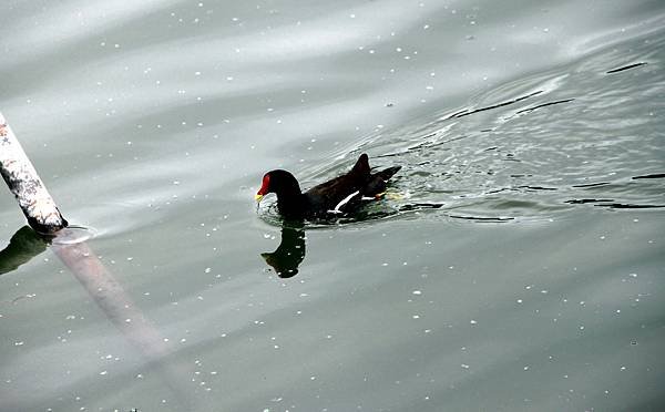 梅花湖鳥事-1.JPG