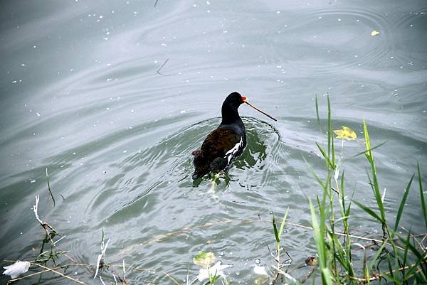 梅花湖鳥事.JPG