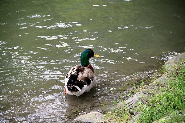 梅花湖鳥事-6.JPG