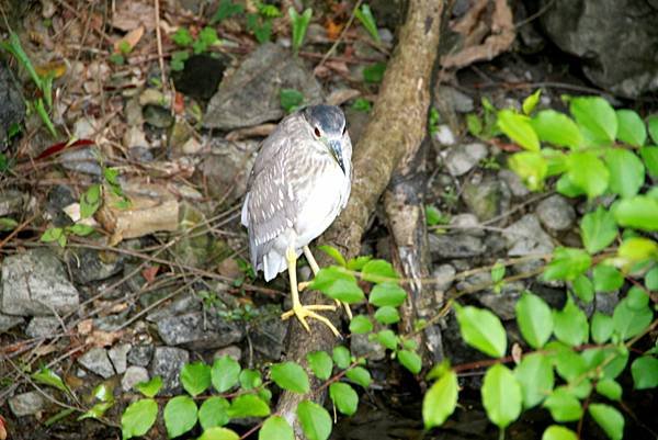 梅花湖鳥事-4.JPG