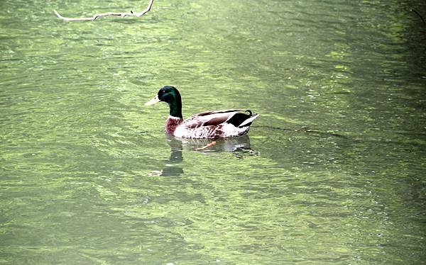 梅花湖鳥事-5.JPG