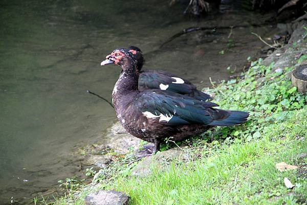 梅花湖鳥事-7.JPG