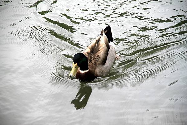 梅花湖鳥事-8.JPG