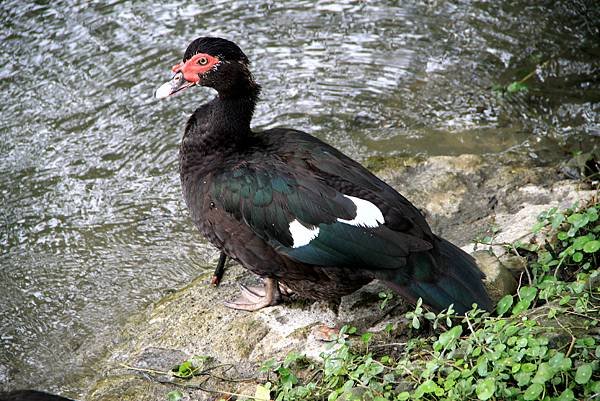 梅花湖鳥事-9.JPG