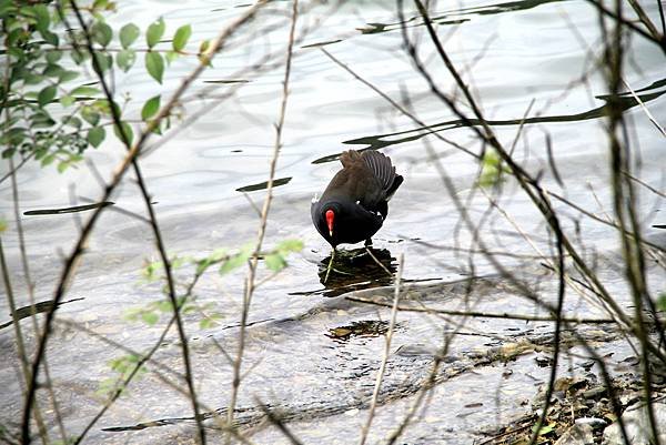 梅花湖鳥事-12.JPG