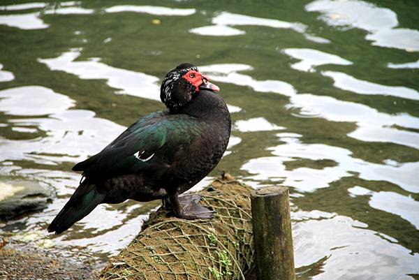 梅花湖鳥事-13.JPG