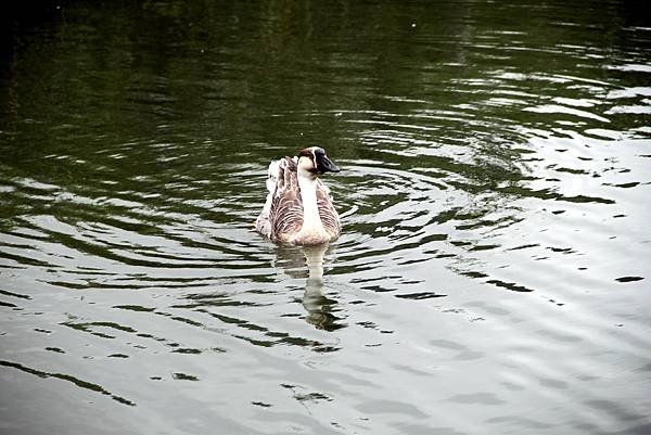 梅花湖鳥事-16.JPG