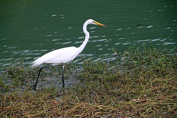 梅花湖鳥事-18.JPG