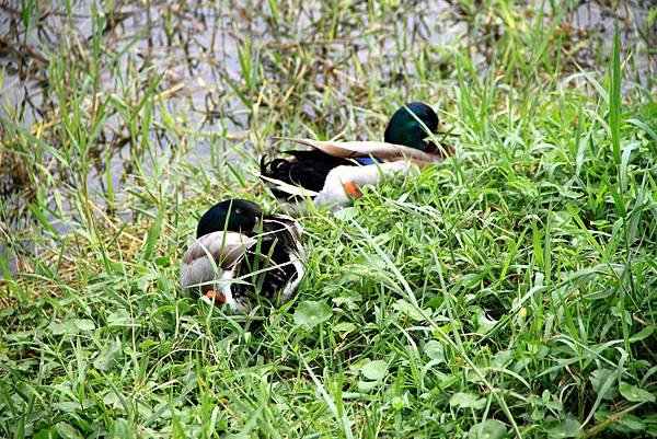 梅花湖鳥事-19.JPG