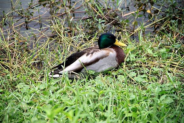 梅花湖鳥事-21.JPG