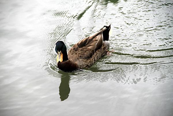 梅花湖鳥事-22.JPG