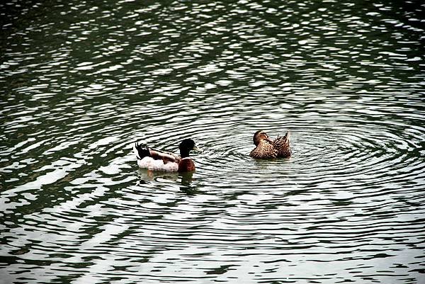 梅花湖鳥事-24.JPG