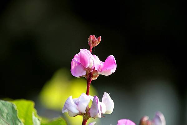 防汛道路拈花惹草.JPG