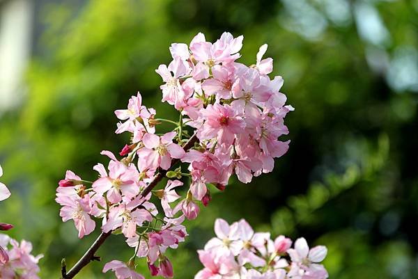 防汛道路拈花惹草-9.JPG