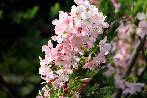 防汛道路拈花惹草-8.JPG