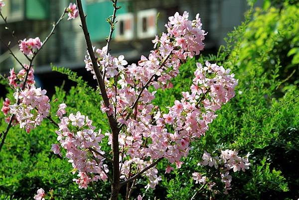 防汛道路拈花惹草-9-1.JPG