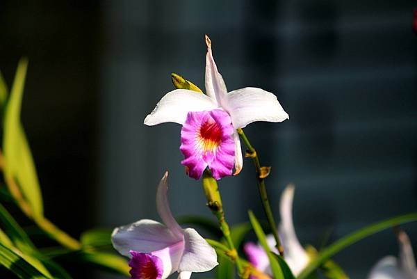 防汛道路拈花惹草-38.JPG