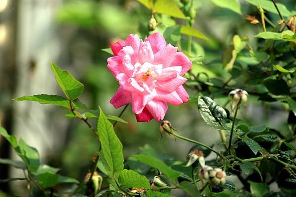 防汛道路拈花惹草-37.JPG