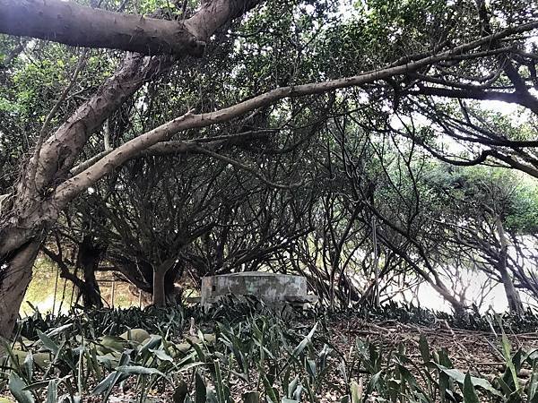 王功福海宮榕樹林-7.JPG