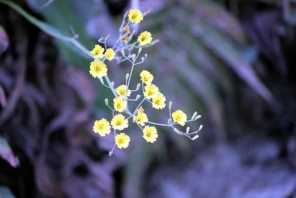 白揚步道拈花惹草-10.JPG