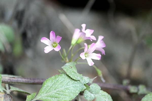 白揚步道拈花惹草-14.JPG