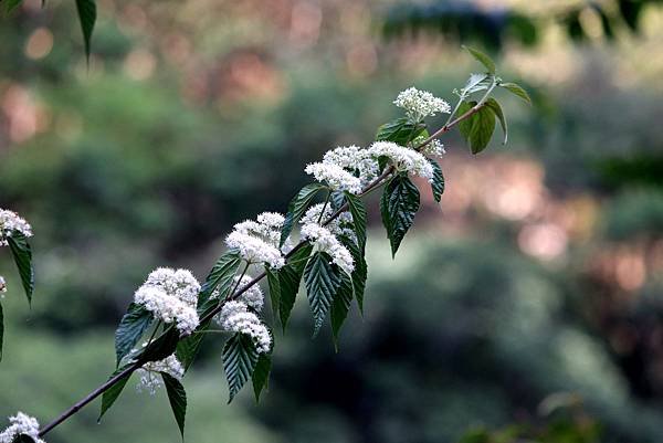 白揚步道拈花惹草-18.JPG