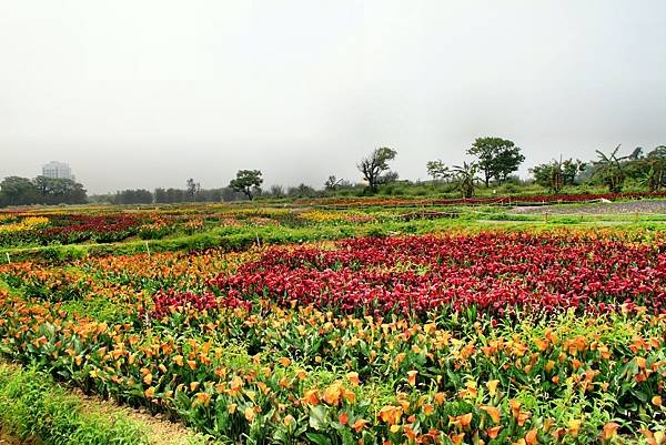 溪海花芋季之旅-4.JPG