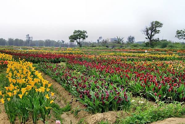 溪海花芋季之旅-10.JPG