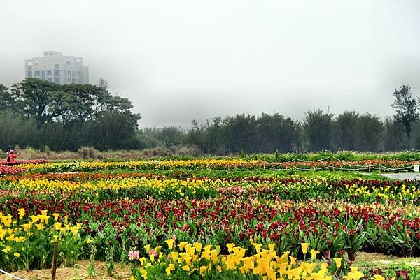 溪海花芋季之旅-11.JPG