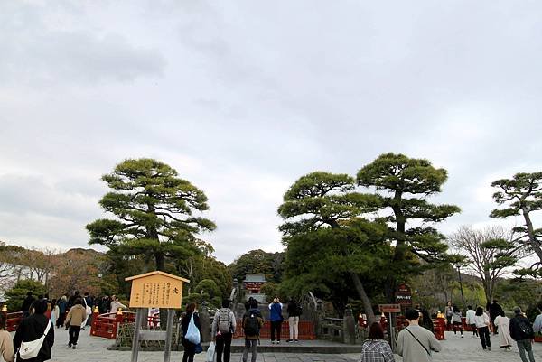 鶴岡八幡宮-1.JPG