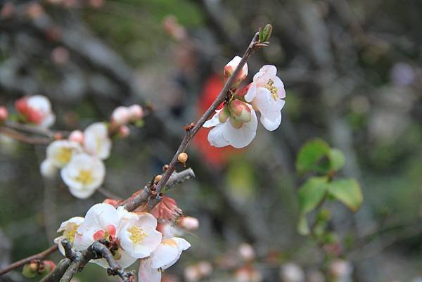 日本之旅拈花惹草-1.JPG