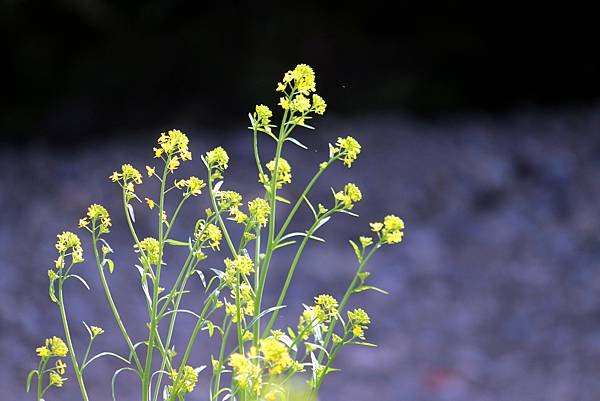 日本之旅拈花惹草-9.JPG