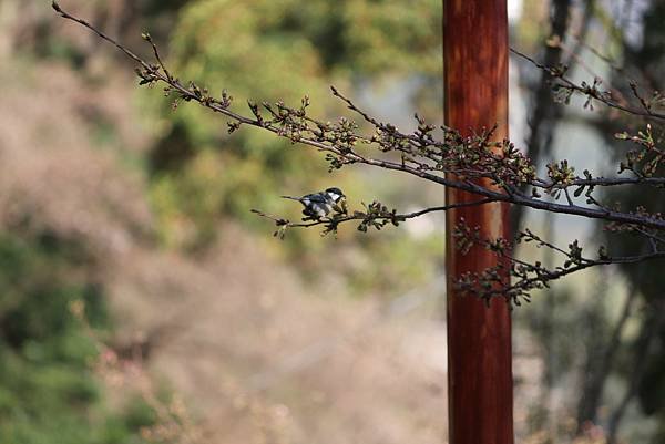 日本之旅拈花惹草-22.JPG