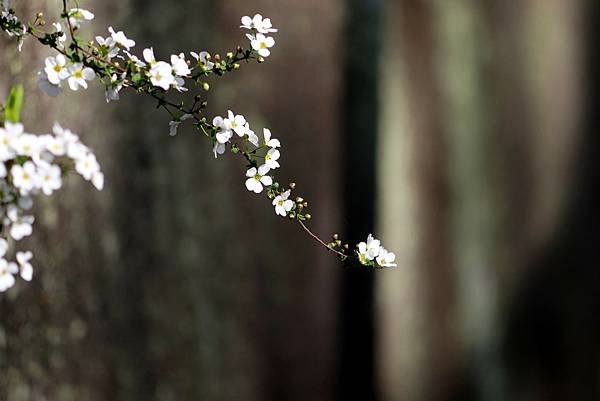 日本之旅拈花惹草-48.JPG