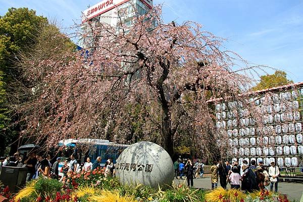 上野恩賜公園賞櫻行-1.JPG