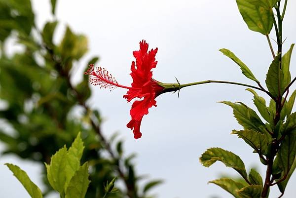 竹北市拈花惹草-3.JPG