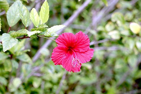 竹北市拈花惹草-2.JPG