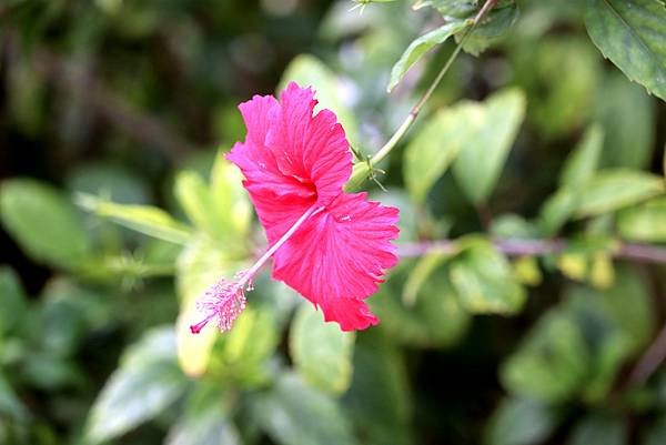 竹北市拈花惹草-8.JPG