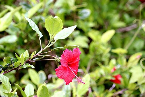 竹北市拈花惹草-10.JPG