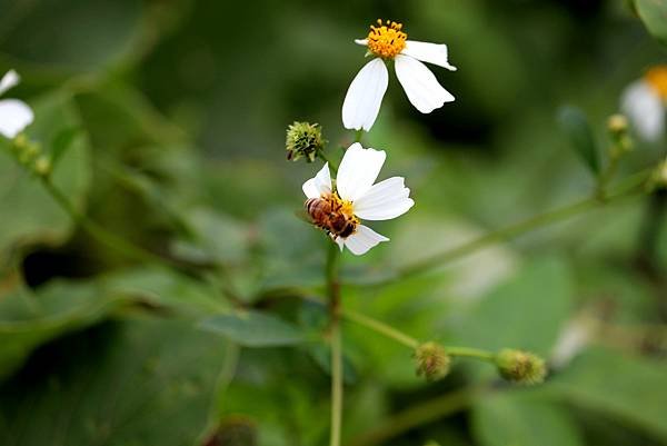 竹北市拈花惹草-16.JPG