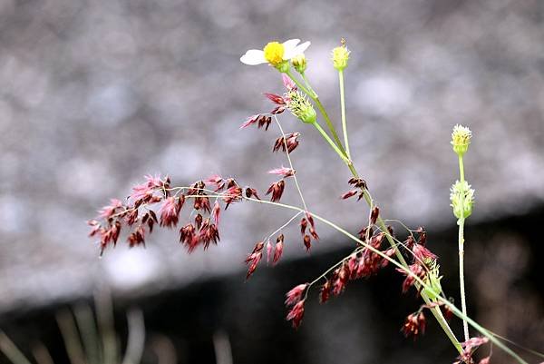 竹北市拈花惹草-29.JPG