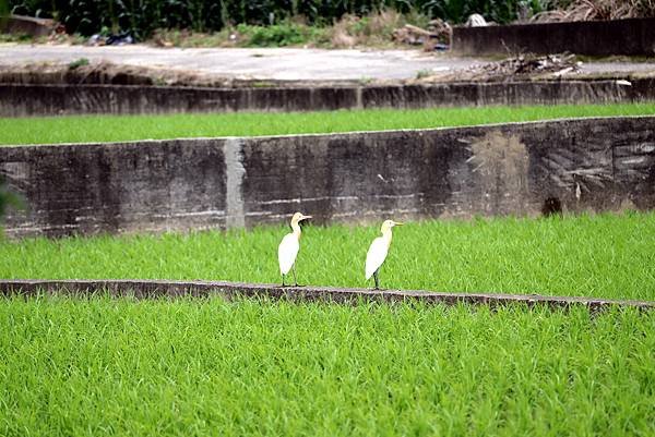 竹北市拈花惹草-37.JPG