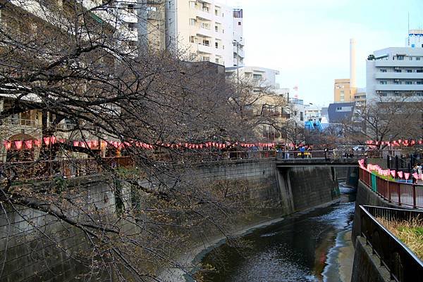 黑目川賞櫻行.JPG