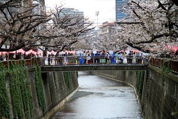 黑目川賞櫻行-1.JPG