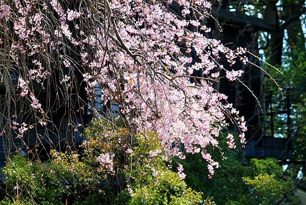 上野東照宮-21.JPG